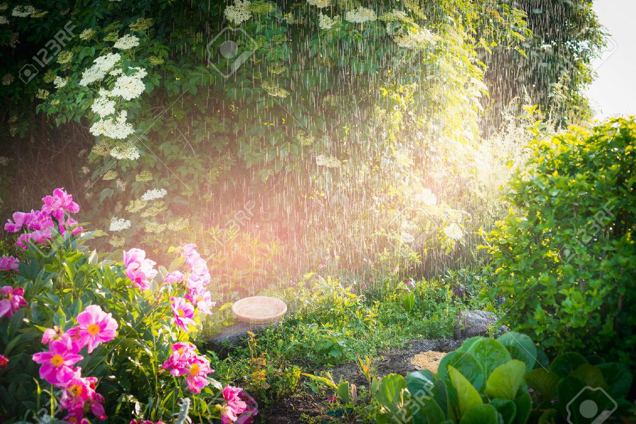 59606597-rain-in-lovely-summer-garden-with-flowers-and-sunlight-outdoor-nature-background