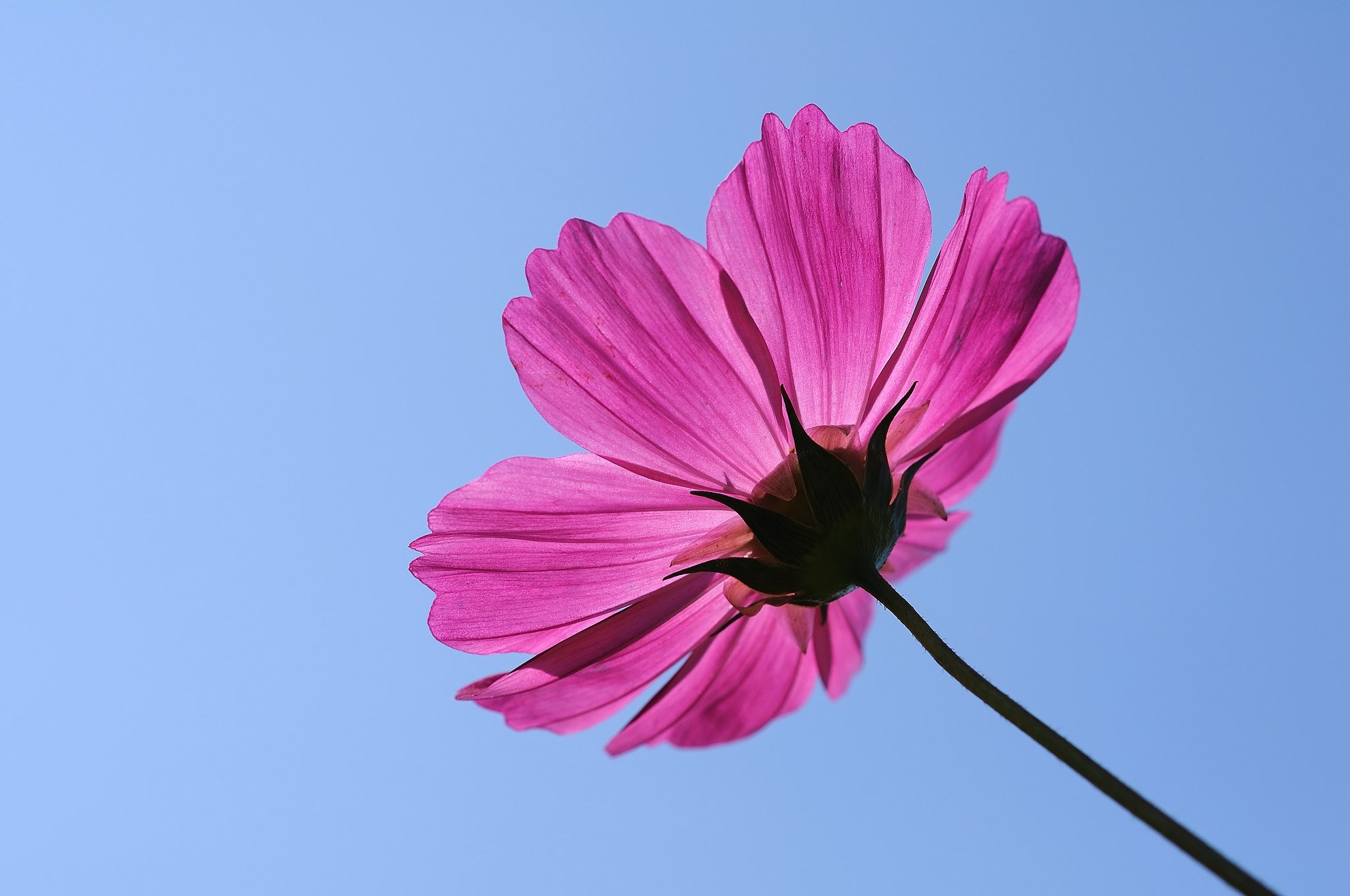 291635-flower-universe-plant-cosmos-single-pink-petals